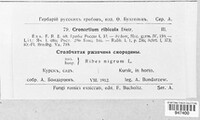 Cronartium ribicola image